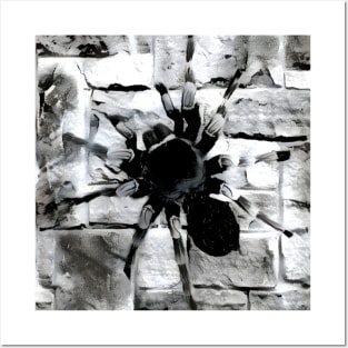 Spider Black and White Spray Paint Wall Posters and Art